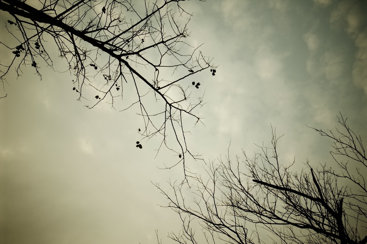 i ♥ branches.