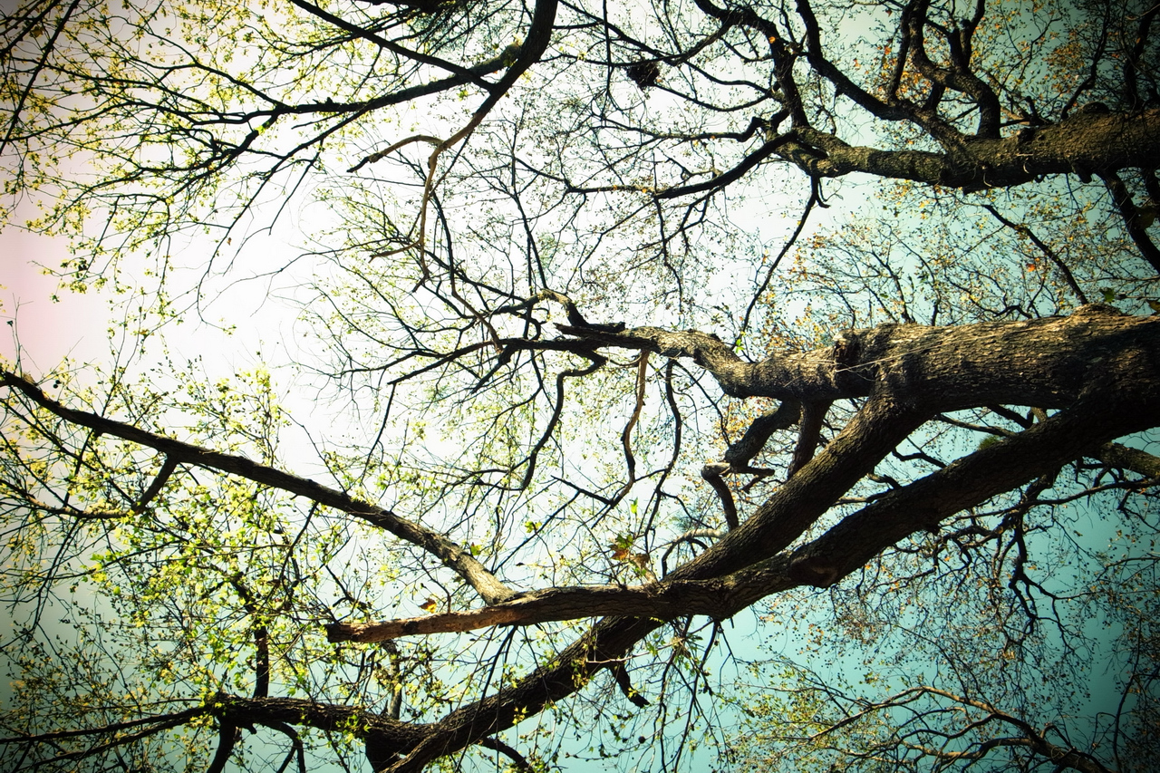 i ♥ branches.